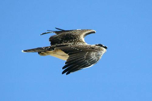 Osprey