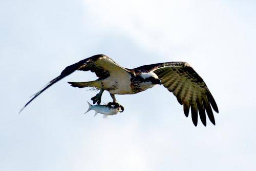 Osprey