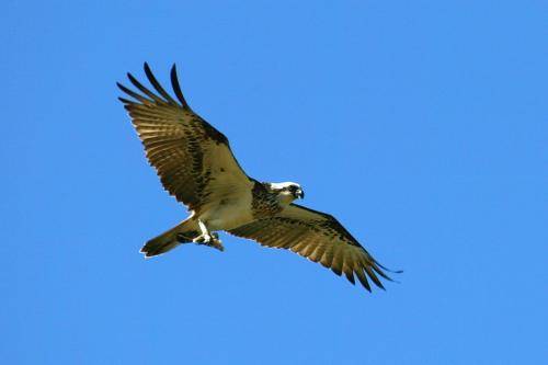 Osprey