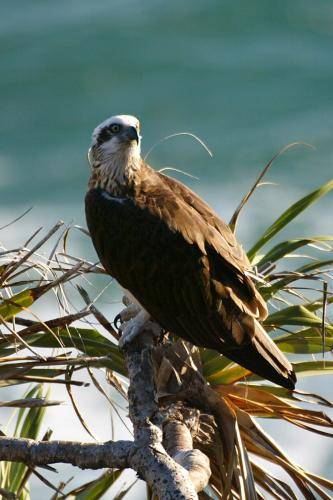 Osprey