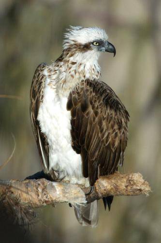 Osprey