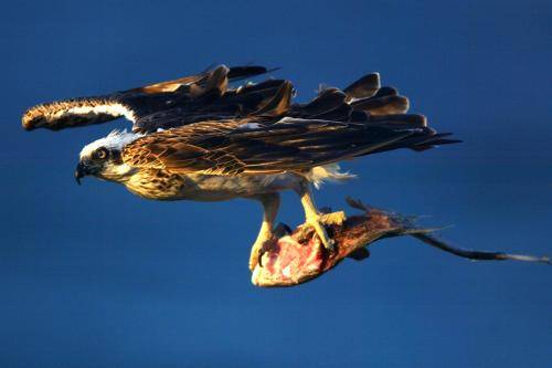 Osprey