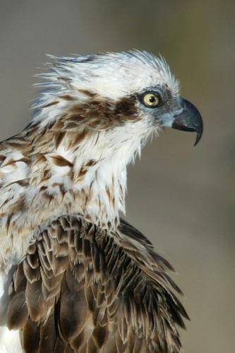 Osprey