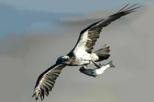 Osprey