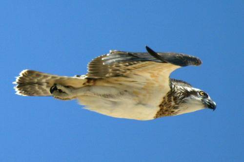 Osprey