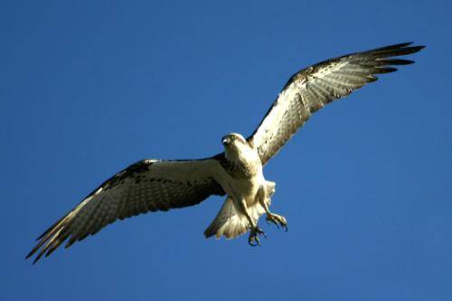 Osprey