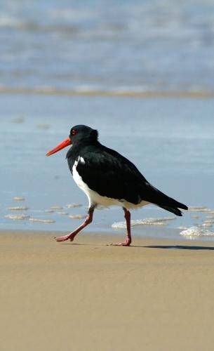 Pied Oystercatcher