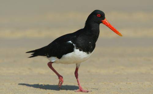Pied Oystercatcher