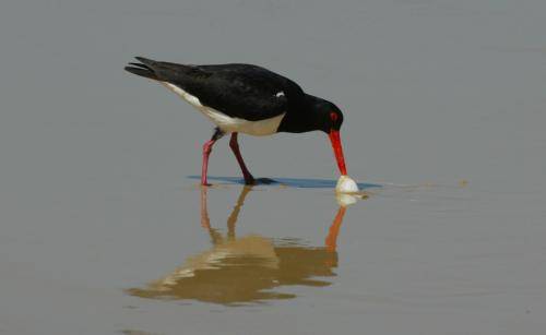 Pied Oystercatcher