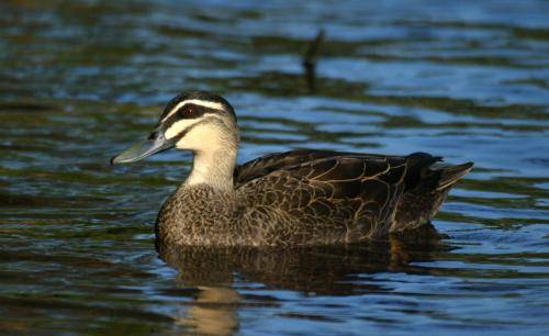 Pacific Black Duck