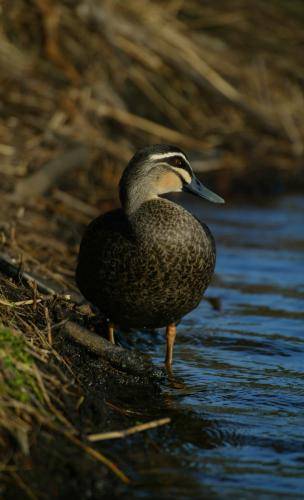 Pacific Black Duck