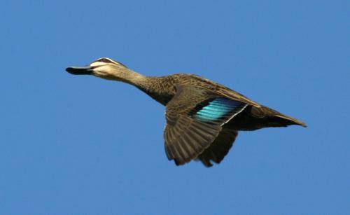 Pacific Black Duck