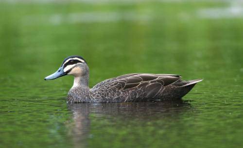 Pacific Black Duck