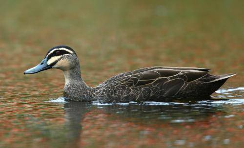 Pacific Black Duck
