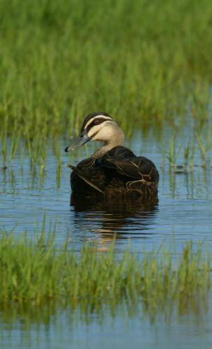 Pacific Black Duck