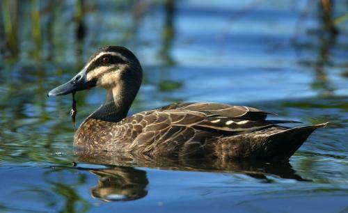 Pacific Black Duck