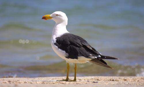 Pacific Gull