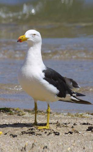 Pacific Gull