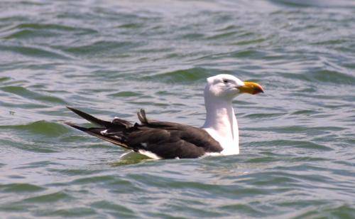 Pacific Gull