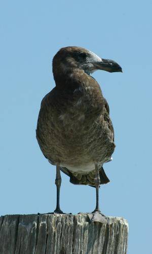 Pacific Gull