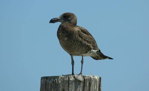 Pacific Gull