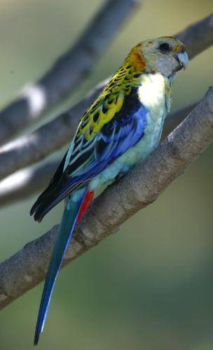 Pale-headed Rosella