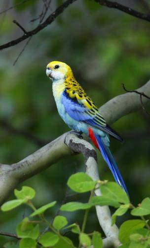 Pale-headed Rosella