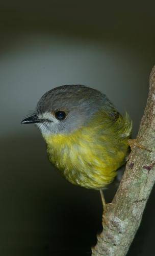 Pale Yellow Robin
