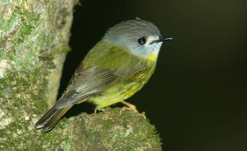 Pale Yellow Robin