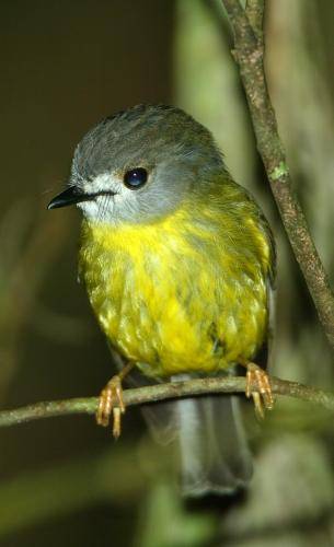 Pale Yellow Robin