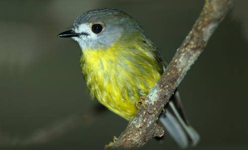 Pale Yellow Robin