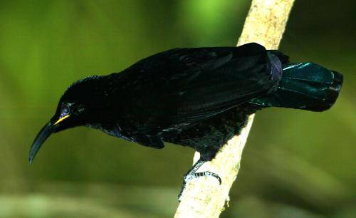 Paradise Riflebird