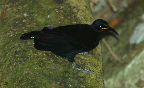 Paradise Riflebird