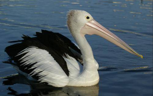 Australian Pelican