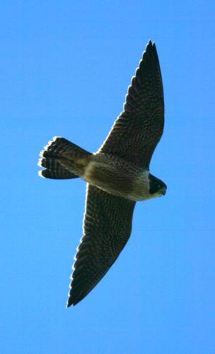 Peregrine Falcon