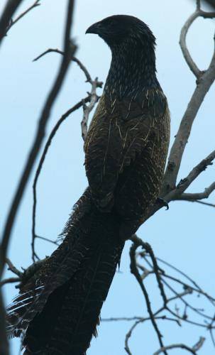 Pheasant Coucal