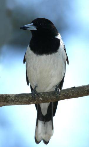 Pied Butcherbird