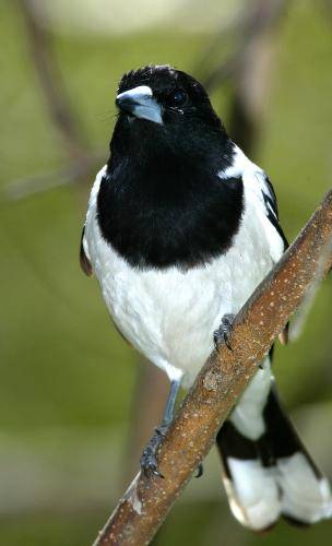 Pied Butcherbird