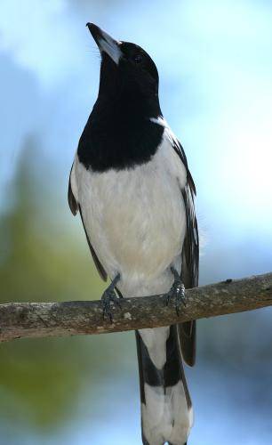 Pied Butcherbird