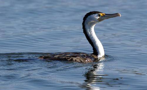 Pied Cormorant