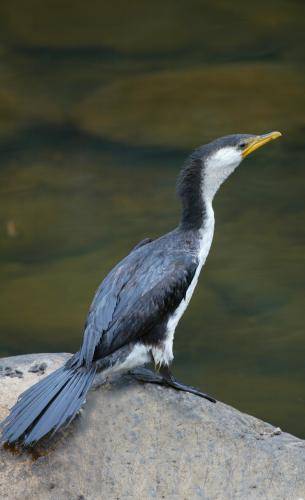 Pied Cormorant