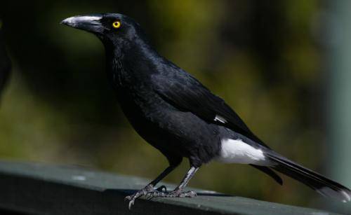 Pied Currawong