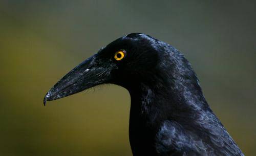 Pied Currawong