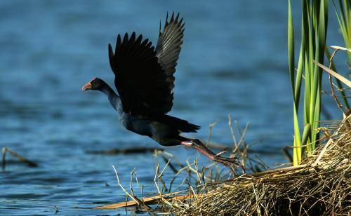 Purple Swamphen