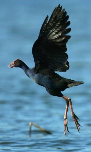 Purple Swamphen