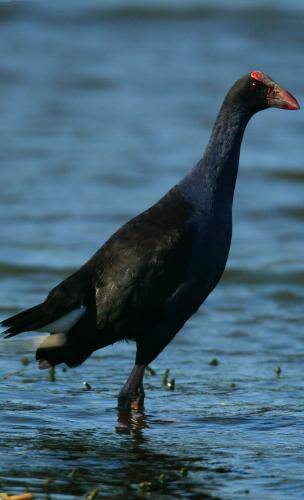 Purple Swamphen