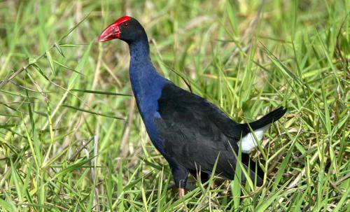 Purple Swamphen