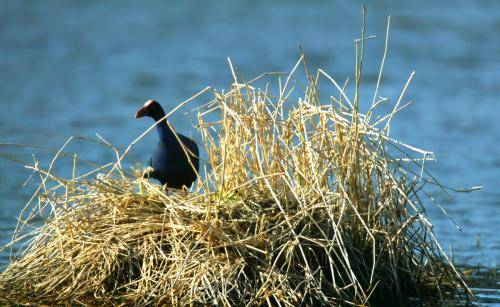 Purple Swamphen