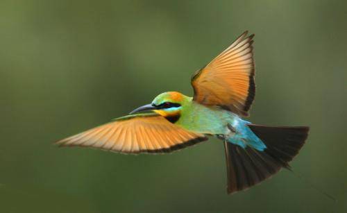 Rainbow Bee-eater
