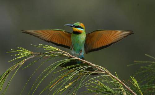 Rainbow Bee-eater